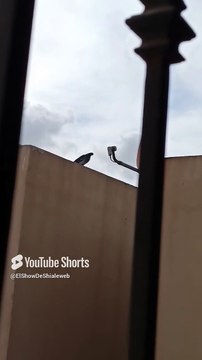 🕊️✨ ¡Las Palomas Seres Alados Llegan a Visitarme en el Techo de la Casa del Vecino! 🏠🐦 #Shorts