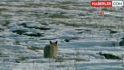 Yiyecek Arayan Tilki Ardağan'da Görüntülendi