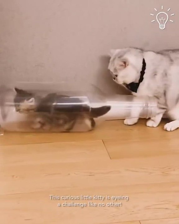 El talento de un gato para entrar y salir de botellas de vidrio