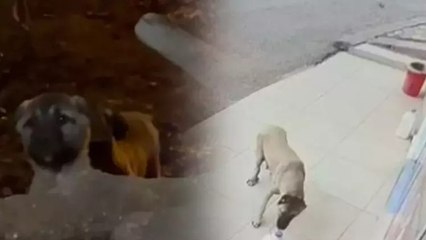 Süt bidonu her gün kayboluyordu...  Görüntüleri izleyince gerçek ortaya çıktı