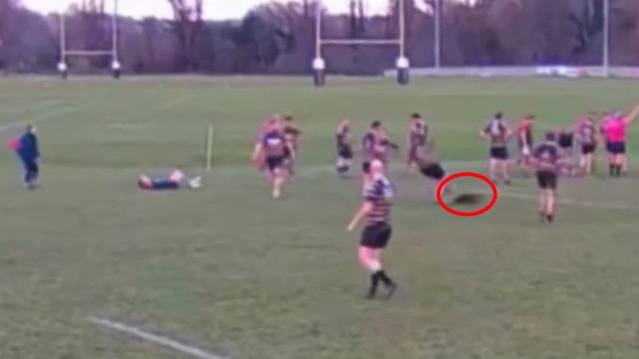 Video zeigt den Moment, in dem ein Reh auf ein Rugbyfeld eindrang - und einen Spieler angriff