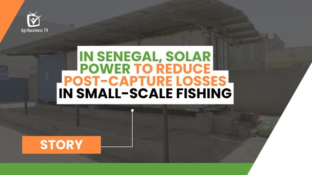 In Senegal, solar power to reduce post-capture losses in small-scale fishing