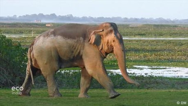 India: Deterring wild elephants with lemon trees