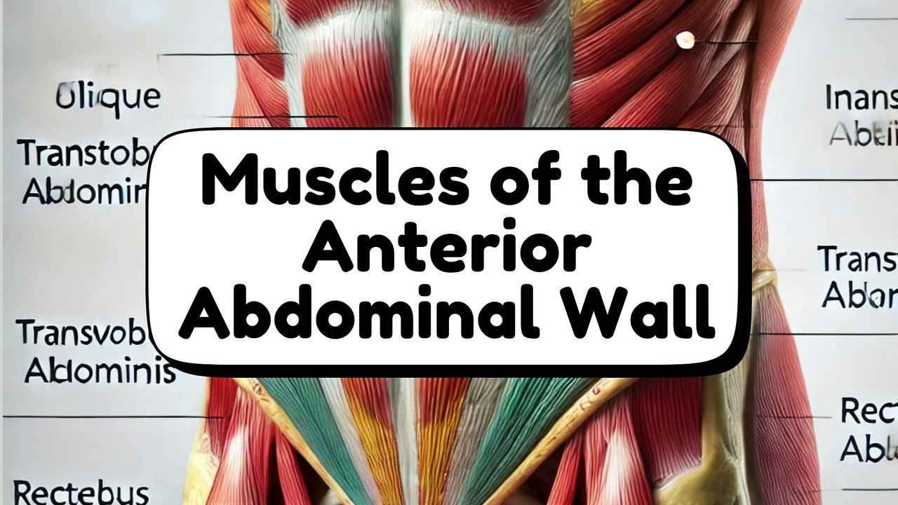 Muscles of the Anterior Abdominal Wall | Comprehensive Anatomy Guide