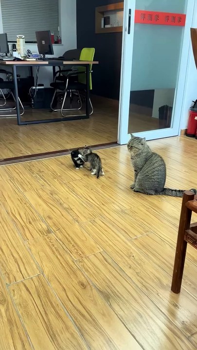 kitty punch