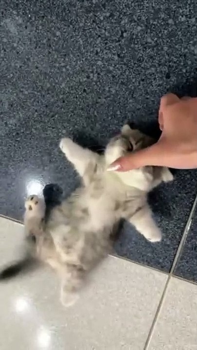 The kitten doesn’t want to go to school