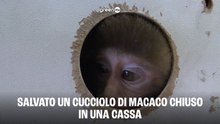 Salvato un cucciolo di macaco chiuso in una cassa
