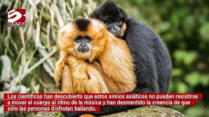 Los primates bailan como los humanos