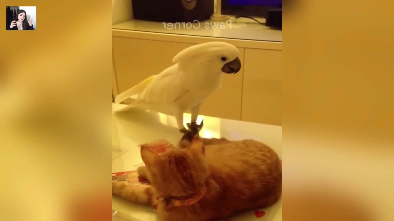 😹 Viral Funniest Cats & Dogs Videos 🐕 Try not to laugh funny video