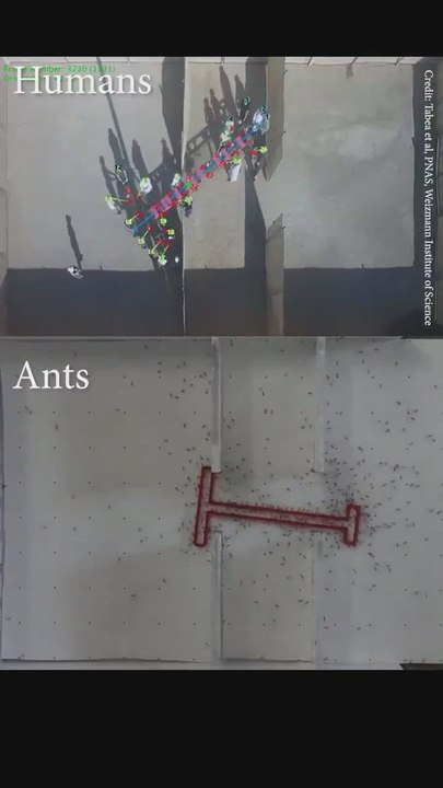 El experimento que revela que el pensamiento colectivo de las hormigas es más inteligente que el de los humanos