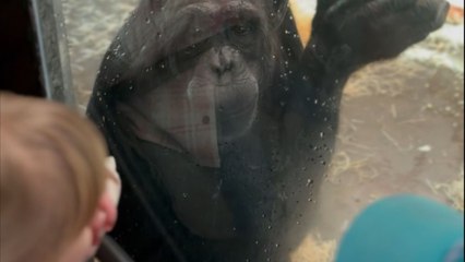 Playful monkey makes a little girl’s birthday extra special with silly antics