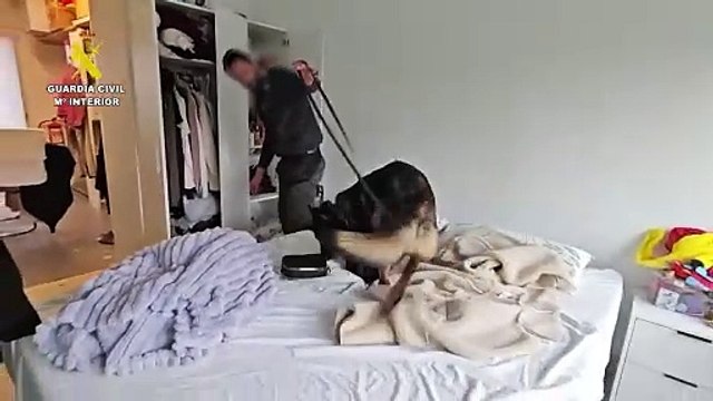 La Guardia Civil ha desmantelado una red de venta fraudulenta de mascotas que operaba en Colombia y España. (Fuente: Guardia Civil)