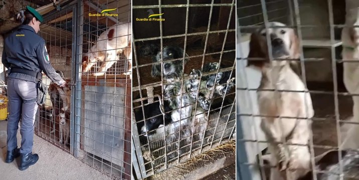 Decine di cani detenuti in un lager : affidati a enti e privati, responsabile denunciato per maltrattamenti (27.12.24)