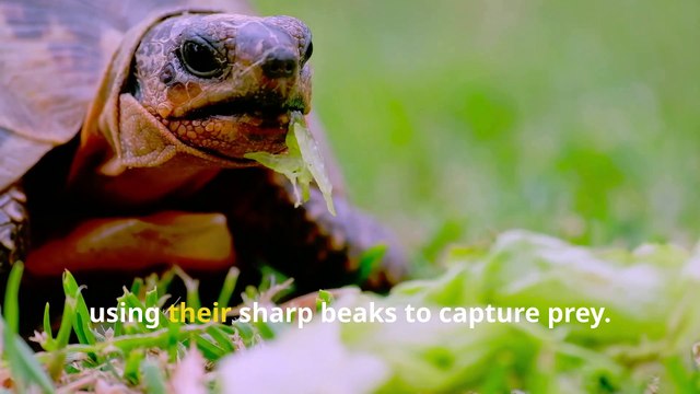 Incredible Turtle Facts, Discover the Wonders of Shell-tastic Creatures!