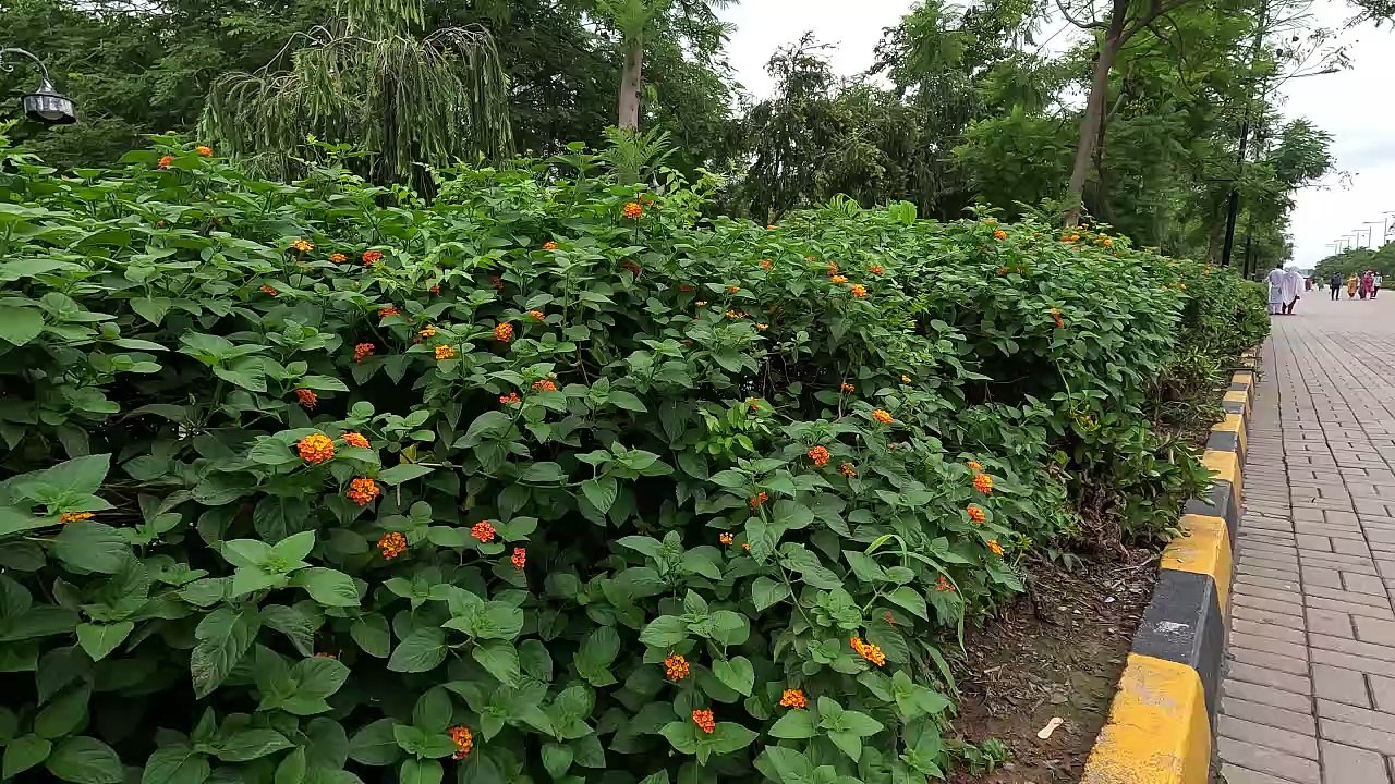 Green plants