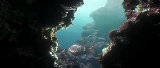 When marine wildlife has to adapt to the pollution surrounding it, the rules of survival change...