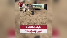 كيف تصطاد كوبرا بسهولة؟
