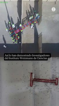 Las hormigas superan a los humanos resolviendo problemas, según estudio