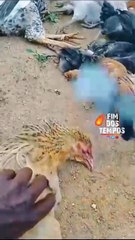 ¿Fenómeno Sobrenatural? Gallinas escupen fuego y causan terror