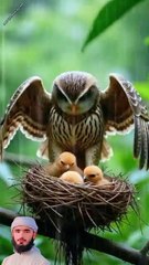 surah balad 1 create #shorts #viralvideo #shortsvideo #shortfeed #NatureInspiredByQuran #bird