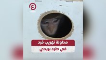 محاولة تهريب قرد في طرد بريدي