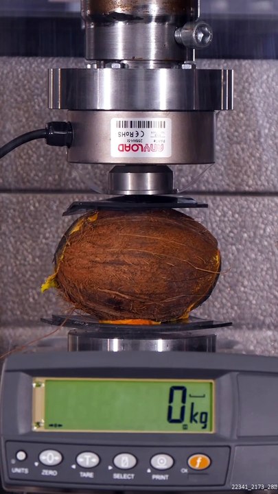 How Much Weight Can a Coconut Hold