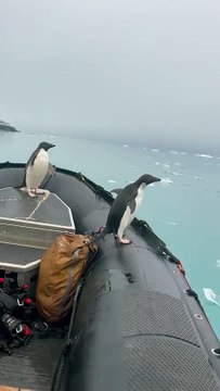 Adelie penguins are known to be one of the most curious of Antarctica's wildlife and unexpectedly jumped