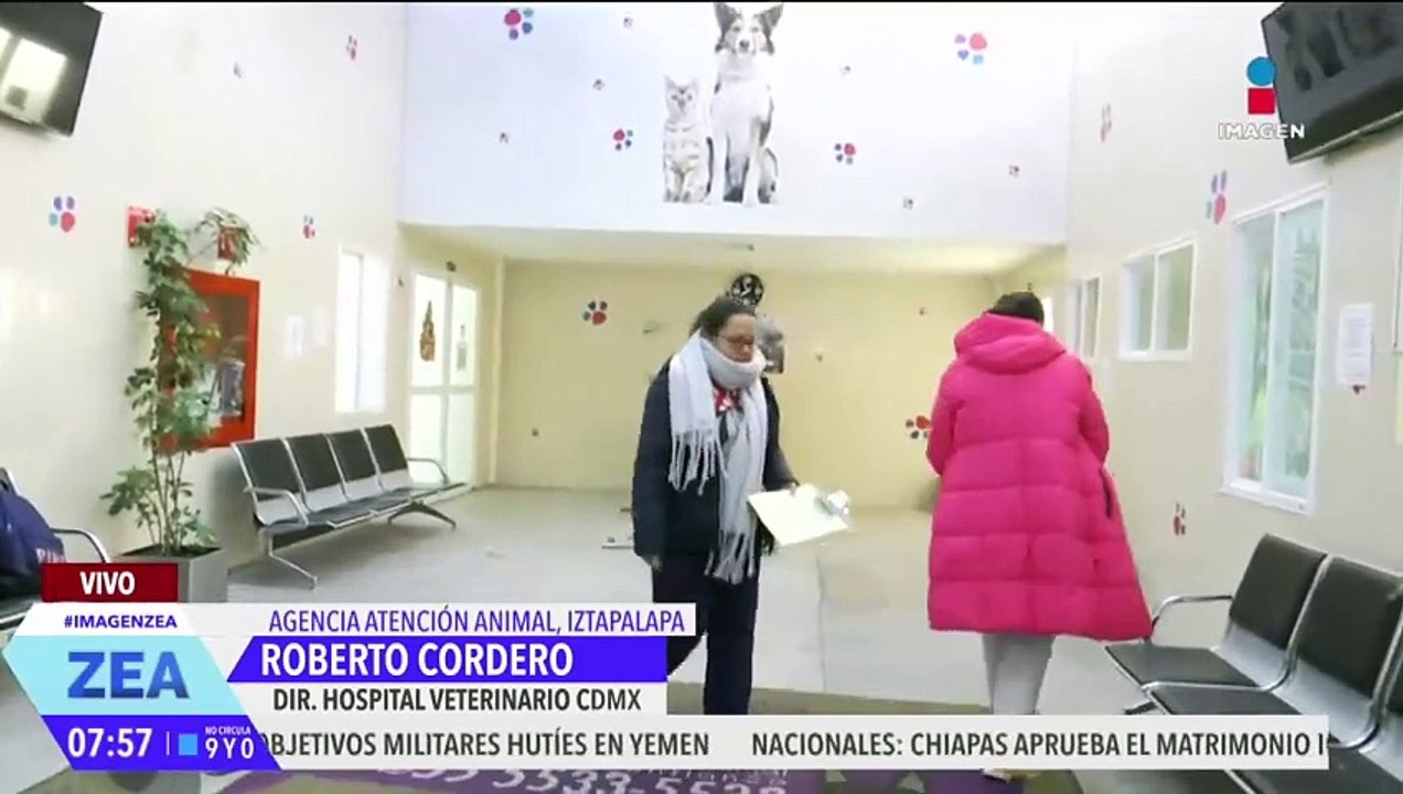 Ponen en adopción a "perritos peregrinos" abandonados en la Basílica de Guadalupe