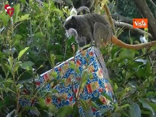 Il Natale al Bioparco di Roma, gli animali aprono i regali ricevuti