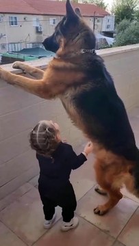 Cute Dog Play With Kids #doglover #dogoftheday #doglife #instadogs #petstagram #puppies #puppylove #puppylife