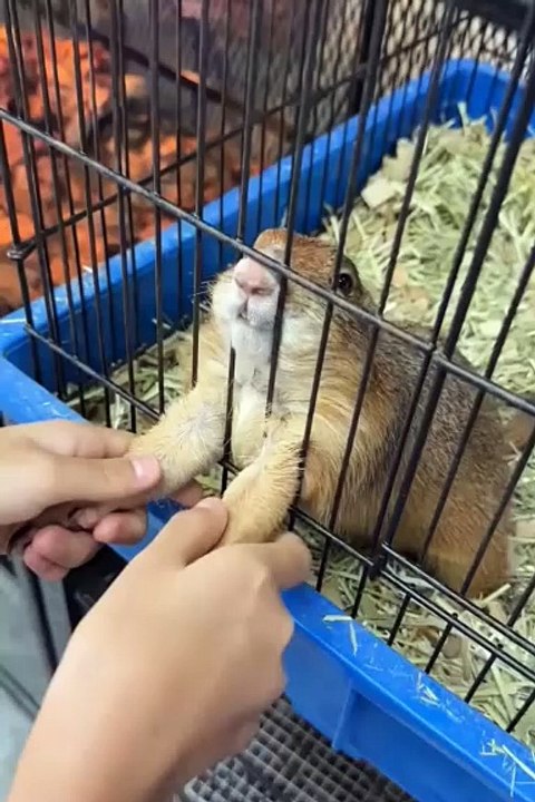 West cute animals 2024😂 #cutespets #cute #anim...