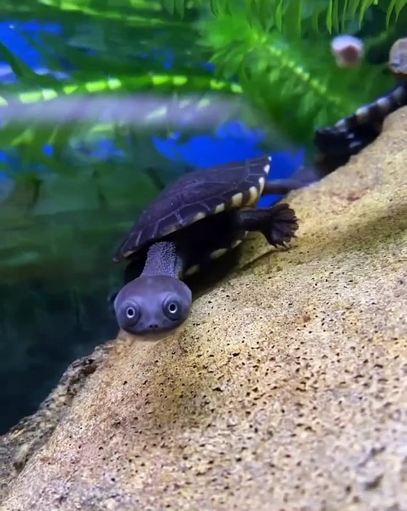 Turtle in Sea