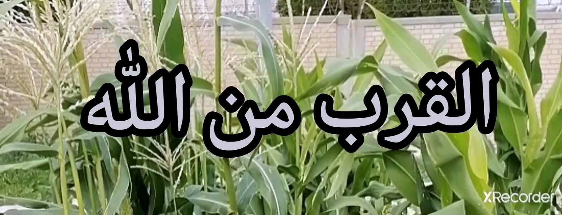 نقي قلبك القرب من الله والأحلام ماهي إلا أحاديث