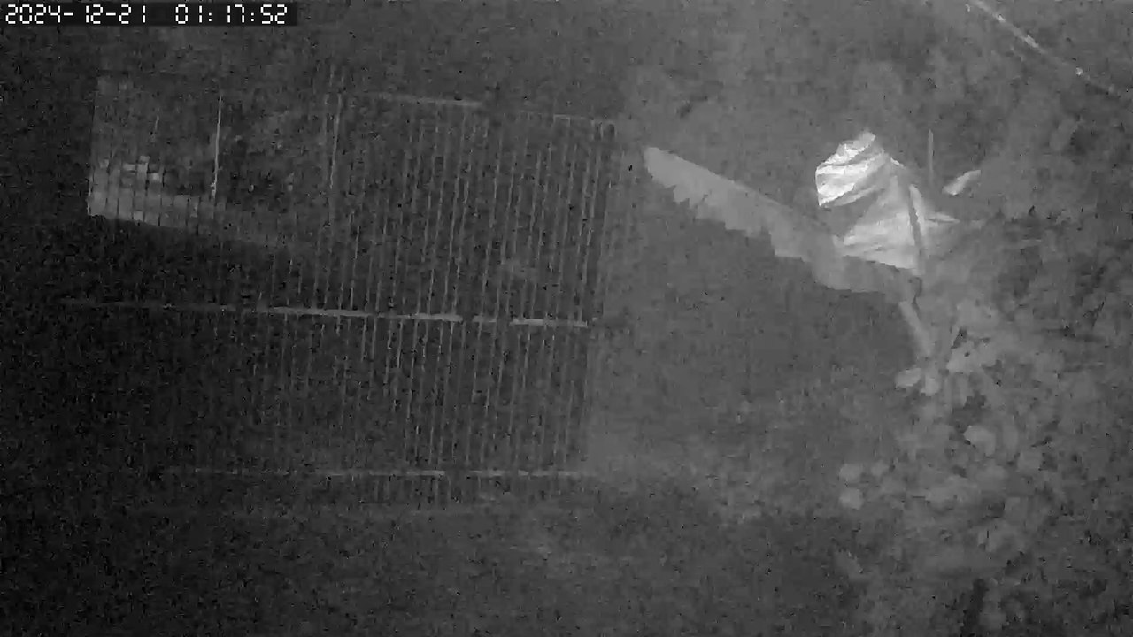 Morador se assusta com 'luz misteriosa' e pede ajuda para entender o que se passa em chácara na Grande Curitiba (parte 4