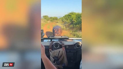 Hippopotamus chases him at full speed, and what the tourist does next is unbelievable!