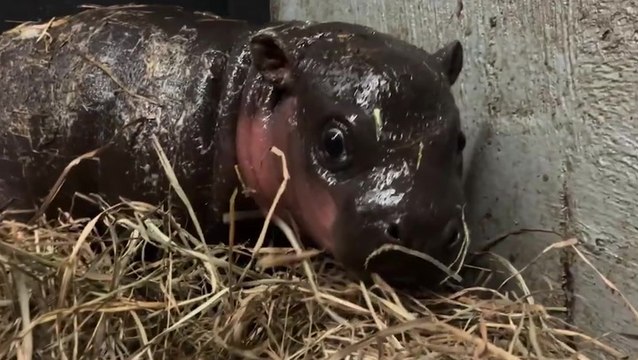 Zoo welcomes adorable endangered pygmy hippo in time for Christmas