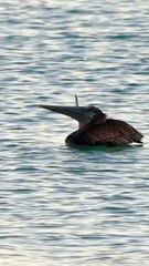 At first I thought something pierced its beak so I sent a video of it to Pelican Harbor Seabird Stat