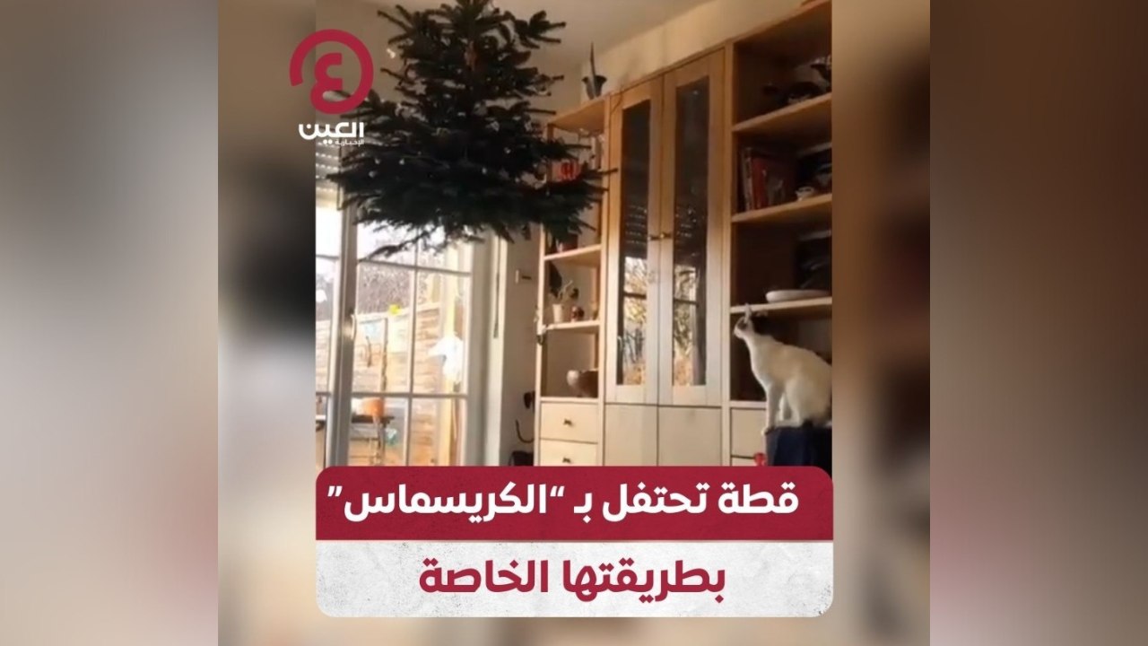 قطة تحتفل بـ"الكريسماس" بطريقتها الخاصة