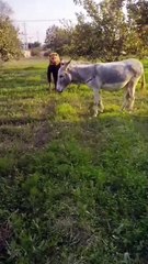 Donkey funny prank #funny #viral donkey #prank