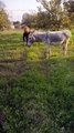 Donkey funny prank #funny #viral donkey #prank