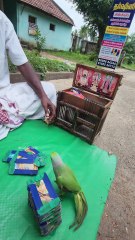 கிளி ஜோஷ்யம் பார்கலாமா😃!! | நமக்கு என்ன சீட்டு வருதுன்னு😍!! | Pateeswaram Temple