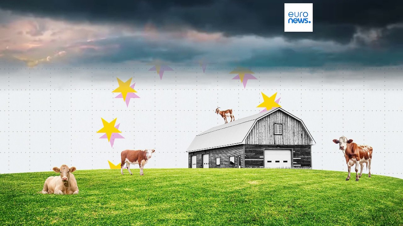 Olivenöl, Milch und Getreide: Wie haben sich die Lebensmittelpreise 2024 EU-weit verändert?