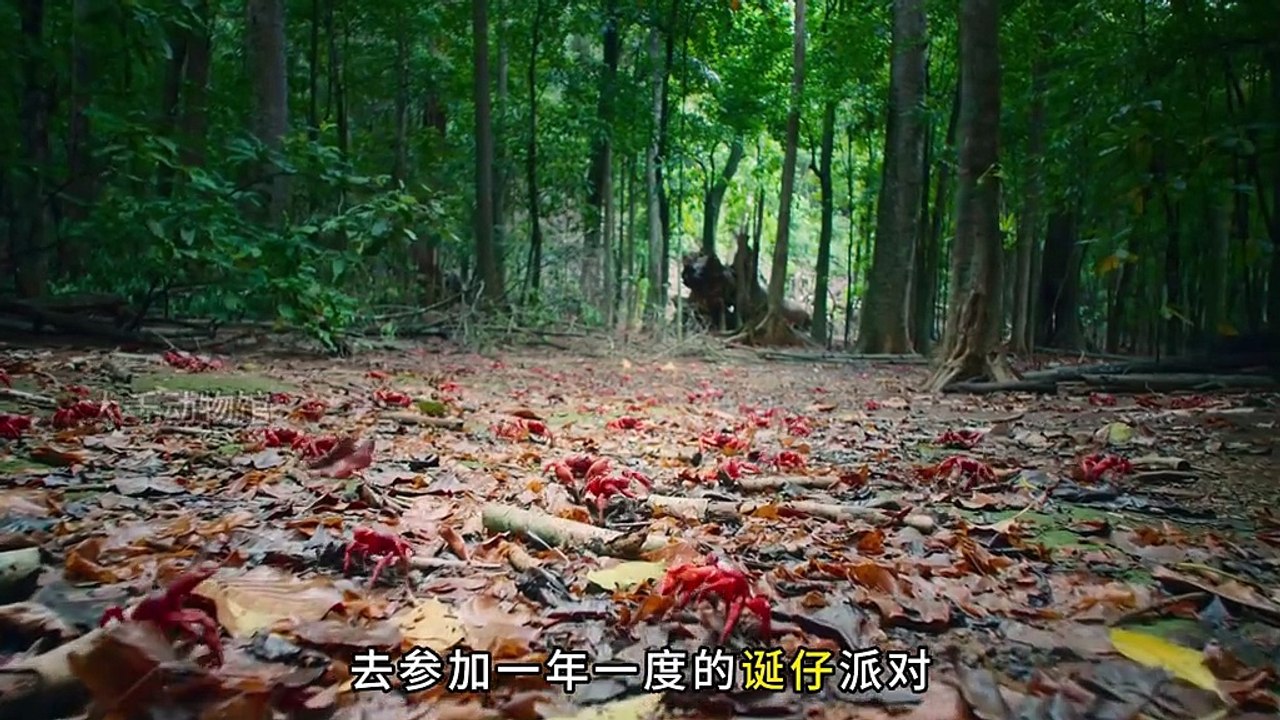 Christmas Island Red Crabs: The Crab Carnival – Disco-Style Baby Boom