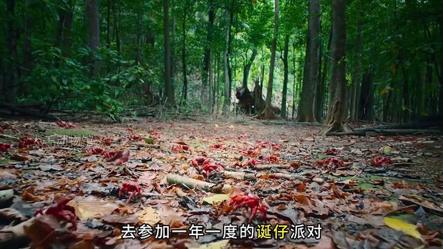 Christmas Island Red Crabs: The Crab Carnival – Disco-Style Baby Boom