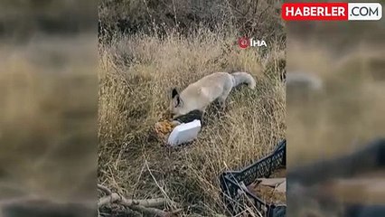 Pomza Madeni Çalışanları İki Yıldır Dostluk Kurdukları Tilkiyi Besliyor