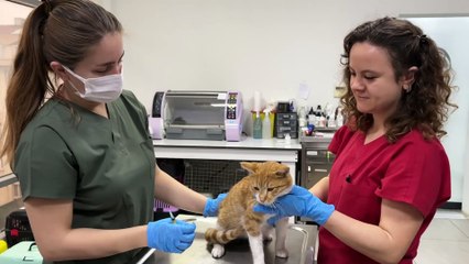 Bandırma’da Sokak Hayvanlarına Şifa