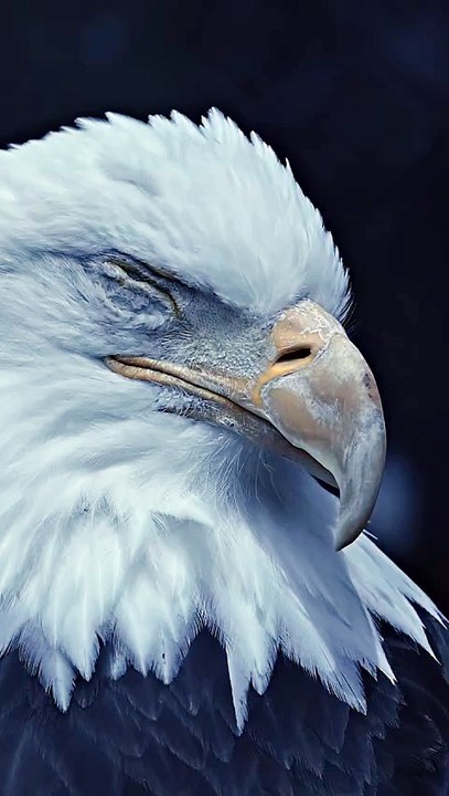Bald eagles have some crazy eyes 👀 🦅