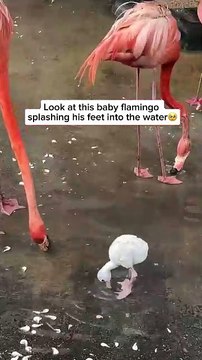 Baby flamingos, or chicks, often splash their feet into the water