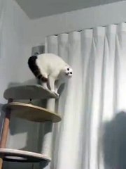 what does this cat see ?