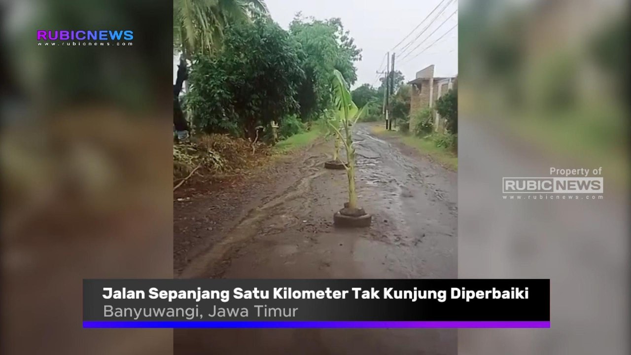 Tak Kunjung Diperbaiki Jalan Sepanjang Satu Kilometer di Pesanggaran Banyuwangi Ditanami Pohon Pisang Oleh Warga, Ini Tuntutannya